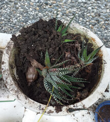 Snails hide in the soil after damaging plants