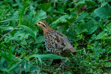 mountain bamboo partridge or Bambusicola fytchii at Khonoma in Nagaland, India