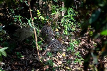 mountain bamboo partridge or Bambusicola fytchii at Khonoma in Nagaland, India