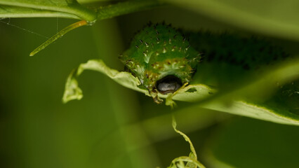 Details of a green caterpillar on a leaf (Adurgoa gonagra)