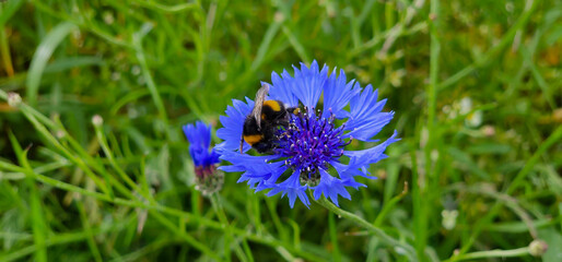 Fototapeta premium Macro shot of a bumblebee on a blue, wild cornflower; a bee on a blue flower.
