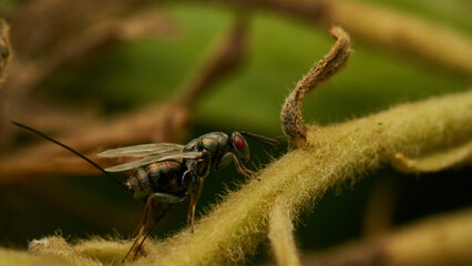 Full profile details of a fly with red eyes