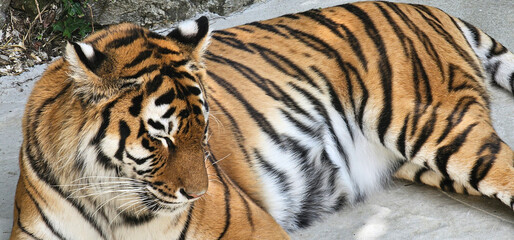 Close up of a tiger resting lying down in a zoo enclosure; a sleepy tiger, Panthera tigris, in...