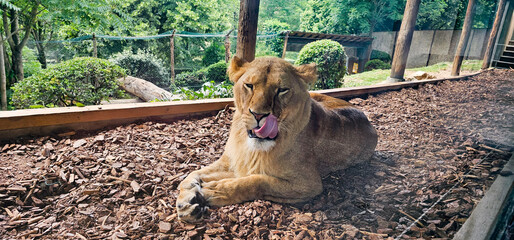 A beautiful captive lioness lying down in her zoo enclosure, looking at the camera and licking her lips; a majestic female lion with her tongue out, close to the camera and gazing into the lens.