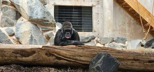 A male Silverback gorilla in zoo captivity sitting and looking at the camera, with log, ropes, cage...