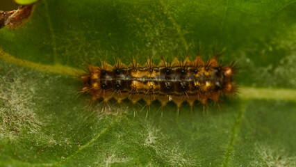 Details of an orange and black caterpillar on a green leaf