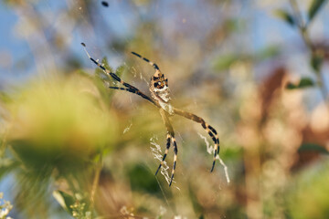 A Spider in its web (Argiope argentata)