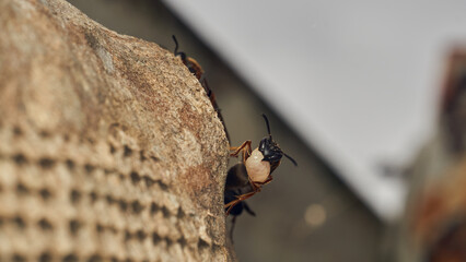 Black and yellow wasps building their diaper