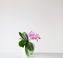 purple tiger orchid in flowerpot on white background - 795134424