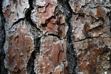 Tree Wood Pattern