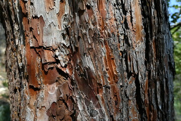 Tree Wood Pattern