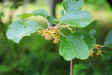 참다래,왜래식물
