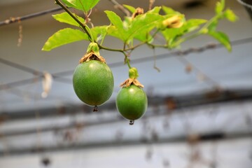 왜래식물, 백향과, 시계꽃