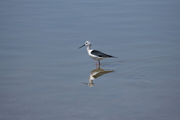 Himantopus himantopus bird, seagull, gull, sea, water, animal, nature, wildlife, ocean, flight, fly, beach, flying, birds, white, sky, blue, beak, feather, lake, wing, shore, seabird, freedom, pelican