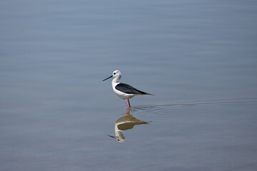 himantopus himantopus bird, seagull, gull, sea, water, animal, nature, wildlife, ocean, flight, fly, beach, flying, birds, white, sky, blue, beak, feather, lake, wing, shore, seabird, freedom, pelican