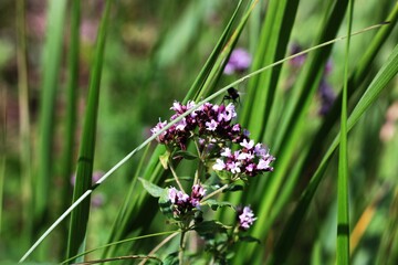 butterfly on the grass