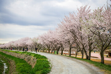 Obraz premium blossom in spring