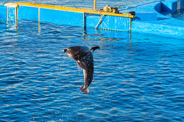 Dolphin jumping out of the water at the dolphinarium 