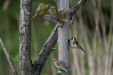 Finches Fighting at birdfeeder