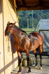 bathing a chestnut horse with the hose on a sunny day