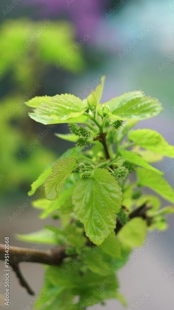 Sticker Mulberry leaves sway in the wind