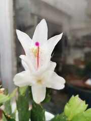 The white flower of Schlumbergera truncata