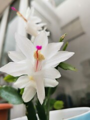 Obraz premium The white flower of Schlumbergera truncata