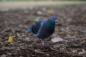 Front view of a feral pigeon, or dove, walking over a dirty area while carrying a small object in its beak