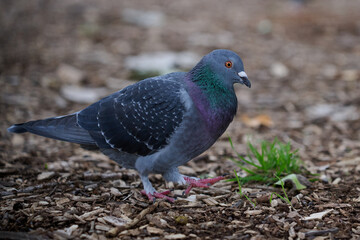 Side view of a feral pigeon, or dove, as it takes a step in a dirty area, just before it passes a...