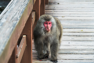 河童橋を歩く日本猿【長野県・上高地】　
Japan monkey walking on a bridge