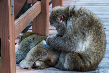 河童橋上で野生の日本猿が毛繕いをしている様子【長野県・上高地】　
Grooming wild Japan monkeys