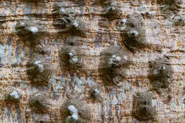 Closeup view of thorns on the trunk of Kapok tree, Red silk cotton tree, Bombax ceiba tree. Texture and pattern of thorns on the surface of Kapok tree trunk.
