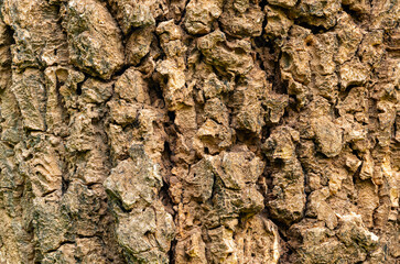 Closeup of Indian cork tree bark texture background. Abstract of rough cracked texture surface of Indian cork tree, tree jasmine, Millingtonia hortensis.
