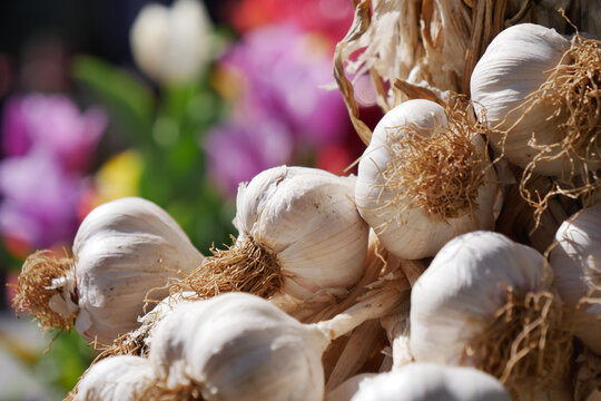 close up pf garlic on white background,