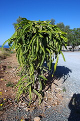 Cactus tree