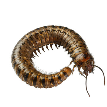 Flat-backed millipede (Polydesmidae sp.)