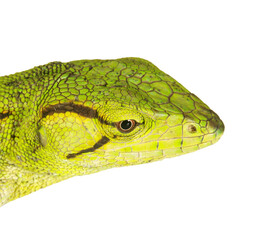 Green lizard reptile isolated on transparent layered background.