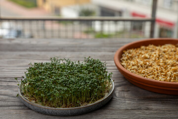 Growing sprouts at home. Fenugreek seeds sprout on a red brick flowerpot stand, and curly cress microgreens on a blue gray plate near the window.  - obrazy, fototapety, plakaty