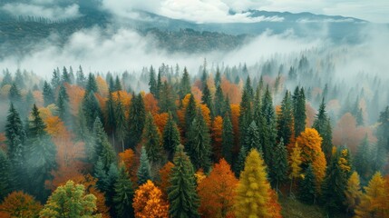 Aerial View of Autumn Forest