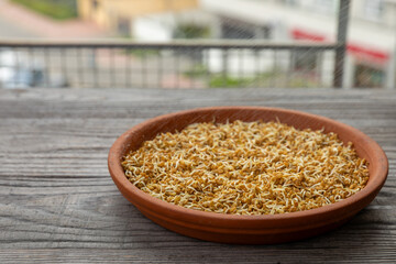 Sprouting fenugreek seeds at home on a red brick flowerpot stand.  Close up view of spraying the...