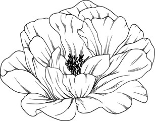 Hand drawn peony flower