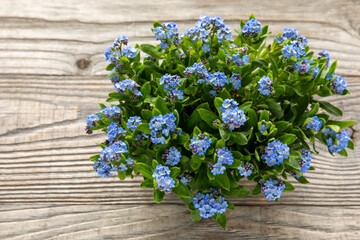 A bouquet of spring flowers forget-me-nots on a rustic wooden background.