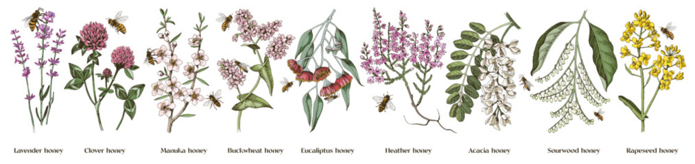 Most popular honey plants set