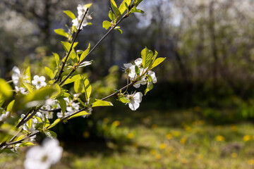 white flowers on cherry trees in the orchard