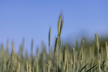 a field with green unripe cereals in summer