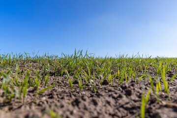 a new crop of cereals in sunny weather