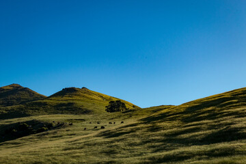 Sloping hills with cattle grazing and clear blue sky