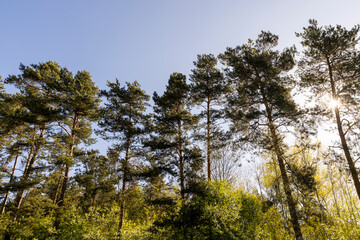 tall pine trees against the blue sky