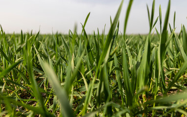 wheat growing field in spring
