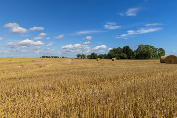 straw stacks in the field after the grain harvest